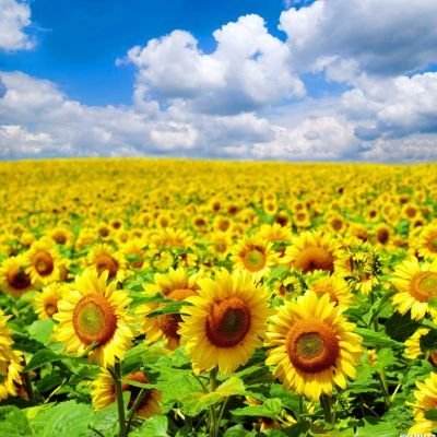 宇通客车股价连续3天上涨累计涨幅6%，新华基金旗下1只基金持37.78万股，浮盈赚取69.14万元